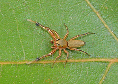 Tutelina