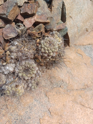 Copiapoa humilis