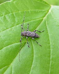 Graphisurus despectus