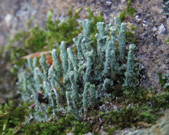 Image of Cladonia cylindrica