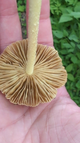 Bolbitius