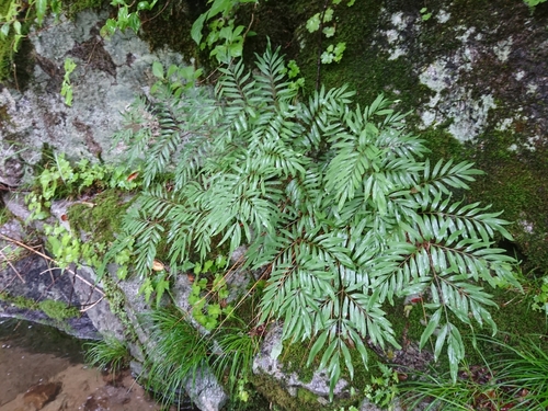 Osmunda lancea iNat (1)