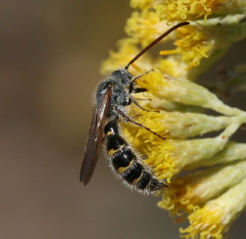 Micromeriella hyalina