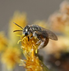 Halictus concinnus