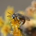 Vestitohalictus - Photo (c) Sandy Rae, some rights reserved (CC BY)