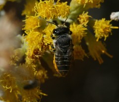 Megachile canariensis