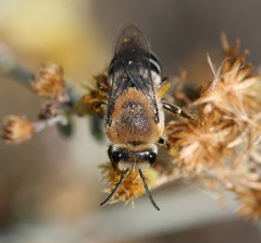 Colletes dimidiatus