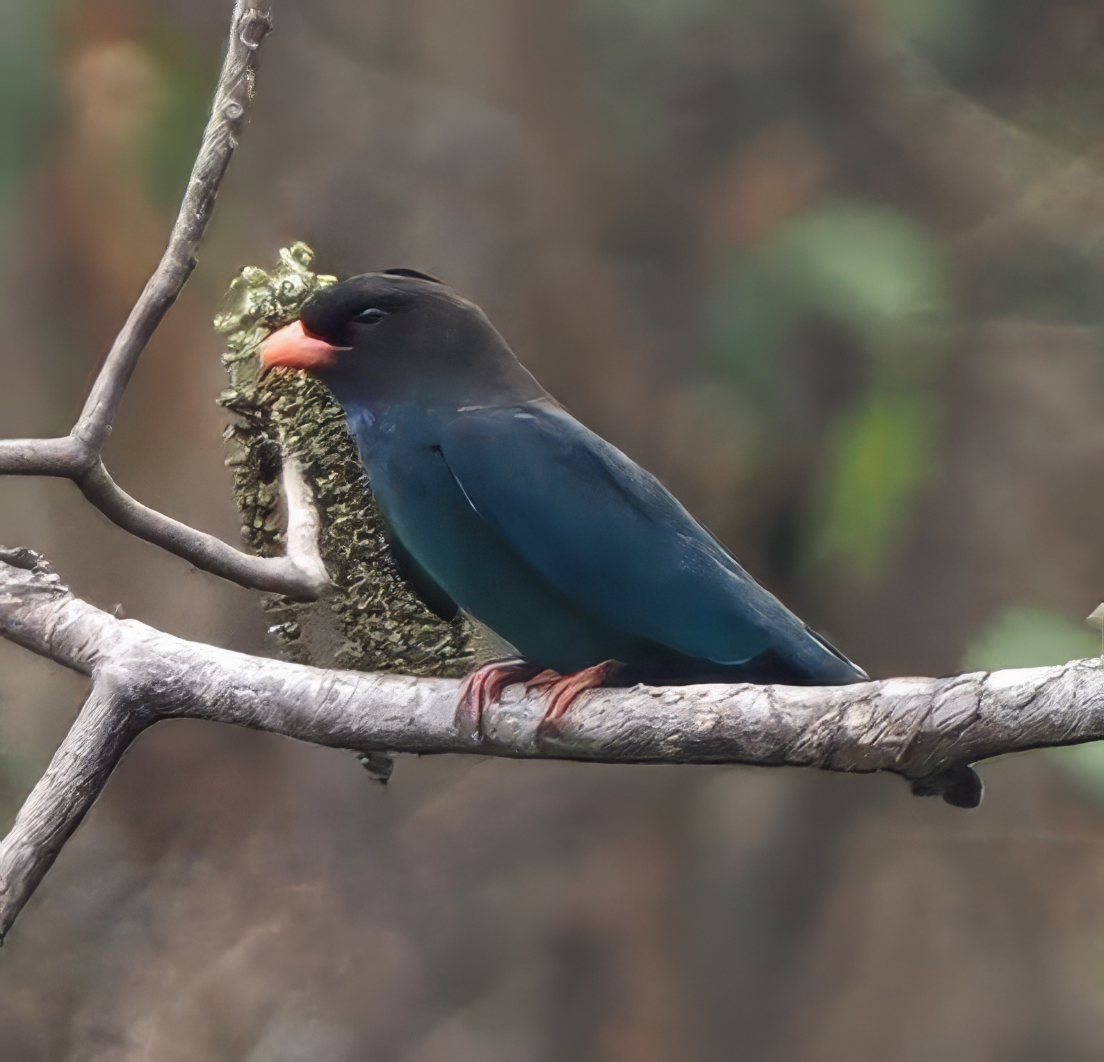 Oriental Dollarbird