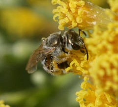 Halictus concinnus