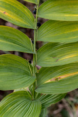 Polygonatum biflorum commutatum
