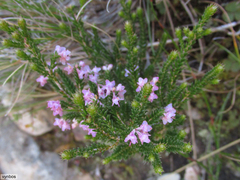 Erica bicolor