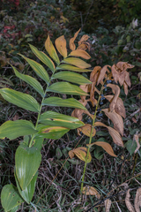 Polygonatum biflorum commutatum