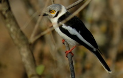 Prionops plumatus poliocephalus