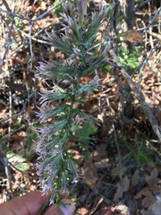 Liatris hesperelegans