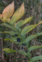 Polygonatum biflorum commutatum