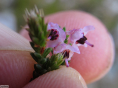 Erica bicolor