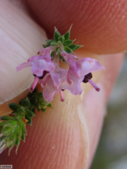 Erica bicolor