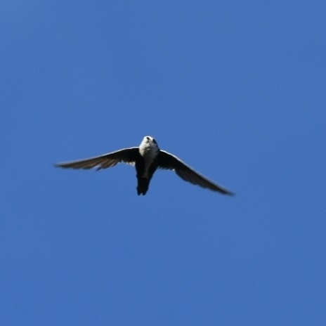 Aeronautes saxatalis (Woodhouse, 1853)