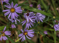 Symphyotrichum laeve laeve
