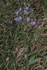 Symphyotrichum laeve laeve