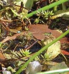Ischnura aurora aurora