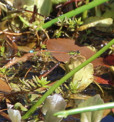 Ischnura aurora aurora