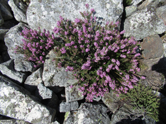 Agathosma odoratissima
