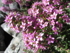 Agathosma odoratissima