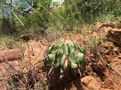 Ferocactus recurvus