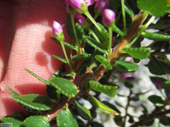 Agathosma odoratissima