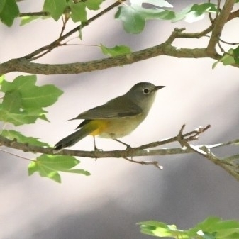 Colima Warbler (Leiothlypis crissalis), photo 10