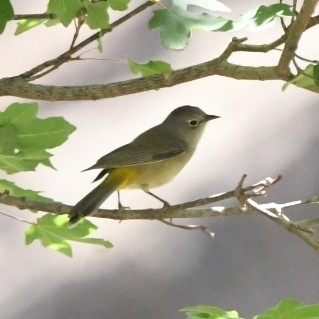 Colima Warbler (Leiothlypis crissalis), photo 2