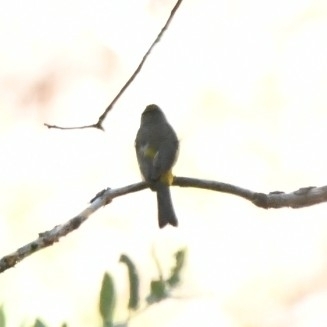 Colima Warbler (Leiothlypis crissalis), photo 9