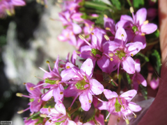 Agathosma odoratissima