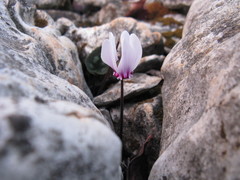 Cyclamen graecum
