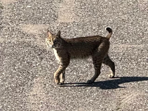 Eastern Bobcat photographed in Michigan