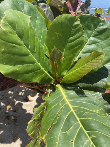 Terminalia catappa observed 2025-06-20