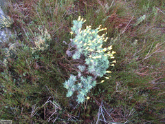 Euryops abrotanifolius