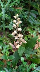 Goodyera foliosa