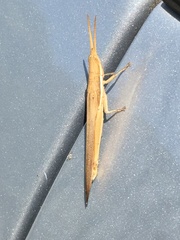 Leptysma marginicollis