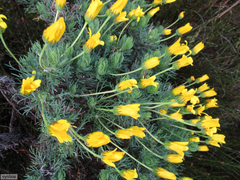 Euryops abrotanifolius