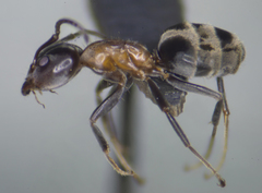 Liometopum microcephalum