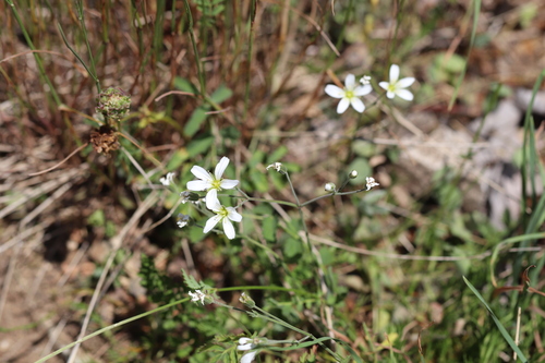 Cherleria laricifolia, photograph 6