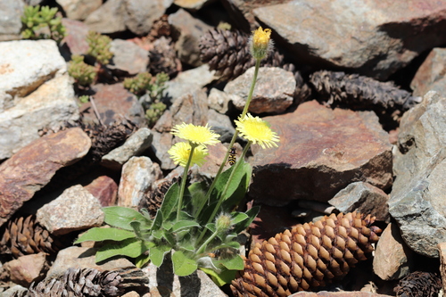 Pilosella peleteriana, 2025-06-19