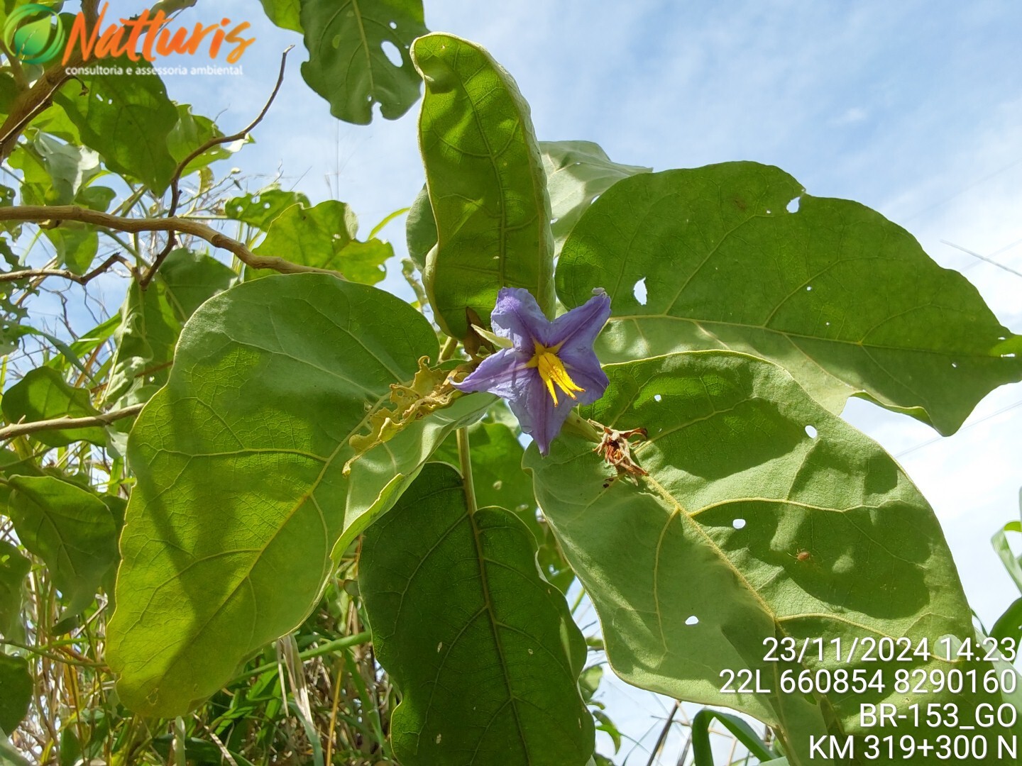 Solanum lycocarpum