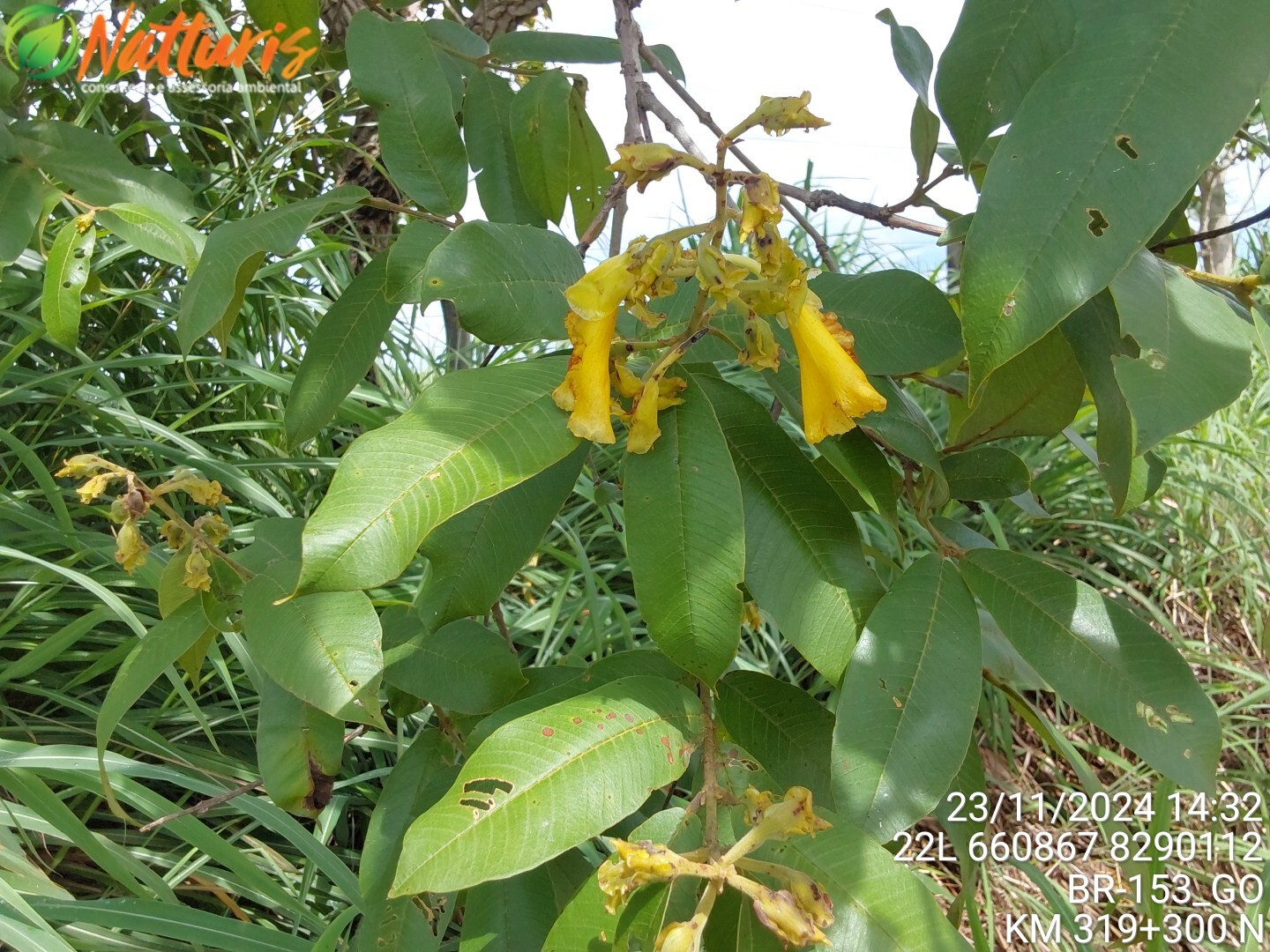 Qualea grandiflora