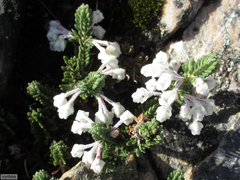 Erica goatcheriana