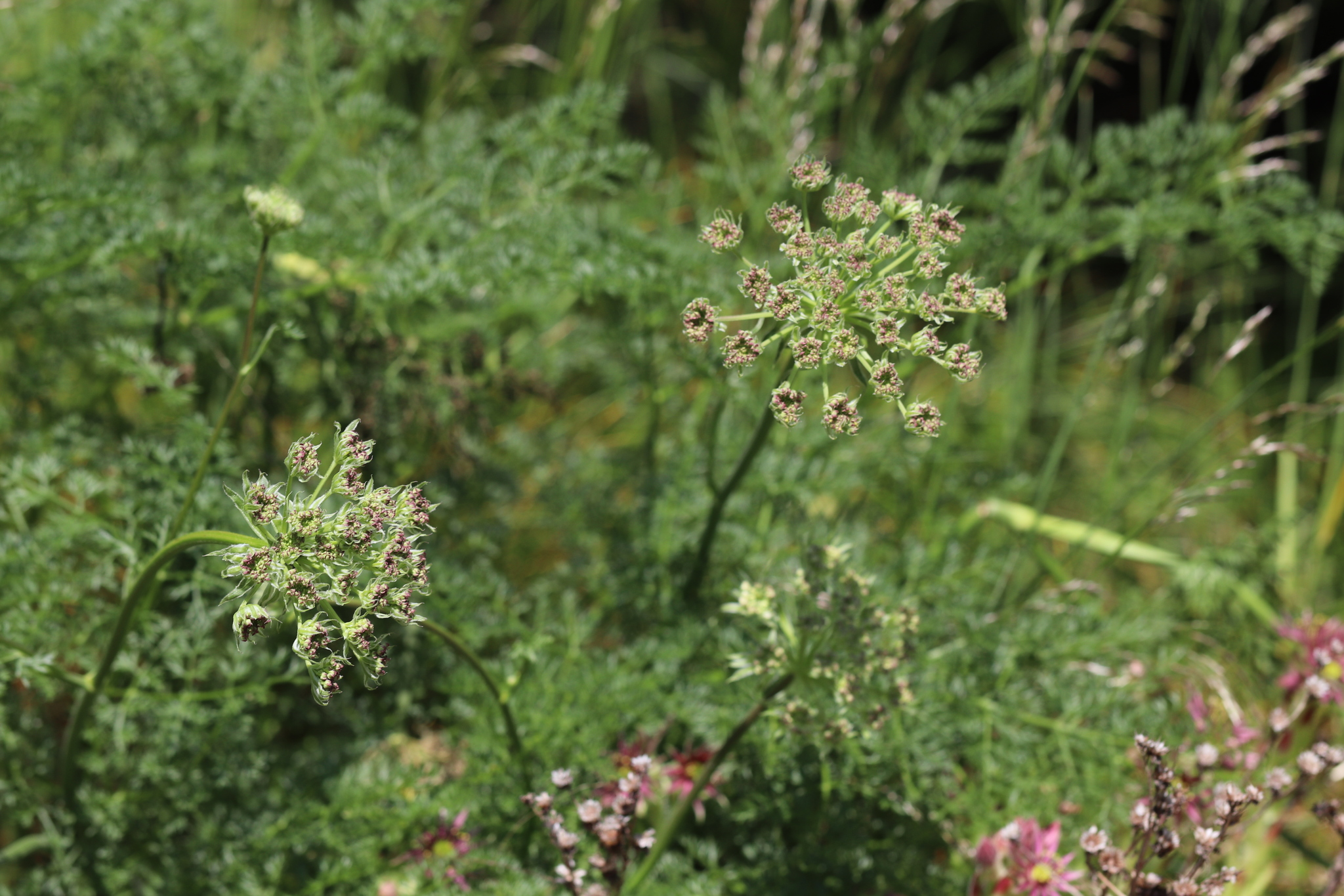 Narrow-Leaved Sermountain (Laserpitium halleri)