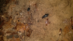 Carabus purpurascens