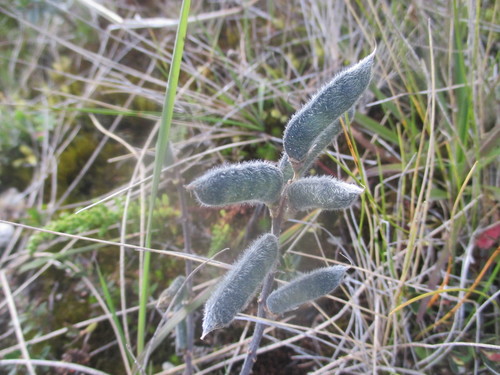 Lupinus bogotensis observed 2019-09-22